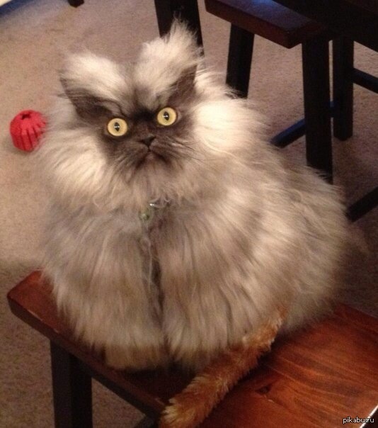 The toughest cat on the internet has died - , In contact with, Colonel Meow