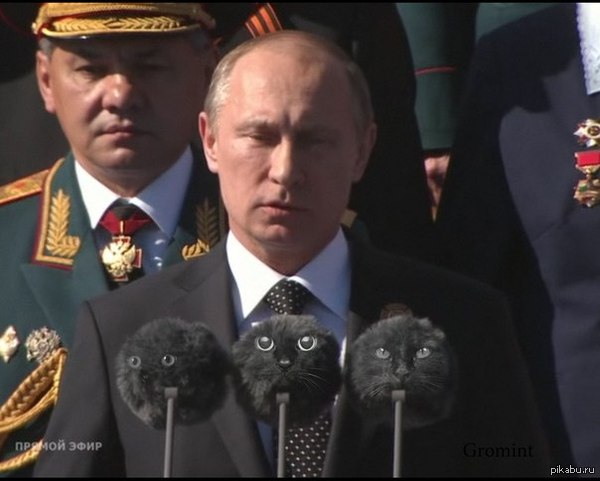 cat microphones - cat, Vladimir Putin, My, Parade, Microphone