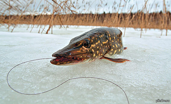 Catching pike in the winter on zherlitsy. Setting the zherlitsa http://ga4ok.in.ua/?p=904 - My, Pike, Zherlitsy, Winter fishing
