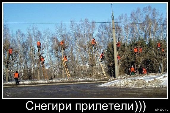 Снегири