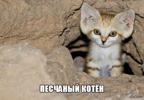 песчаный котенок
