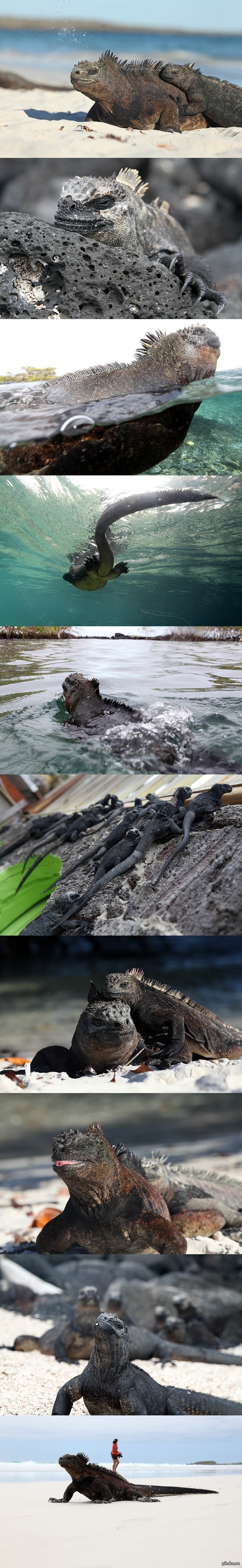 Galapagos Islands. - marine iguana, Iguana, Galapagos Islands, Longpost
