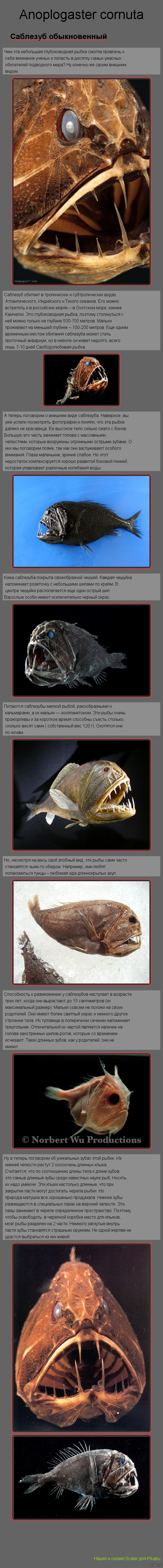 �������� ������������