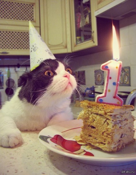 Котик в праздничном колпаке с тортиком. День рождения моего кота. Поздравление с днем рождения с котом. Открытка с др с котом. Тортик для котика.