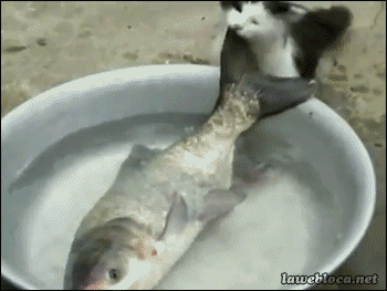 Кот пытается спасти тонущую рыбу | Пикабу