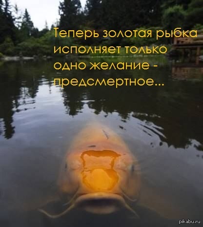 Открытки дню, картинки про золотую рыбку смешные жарь меня