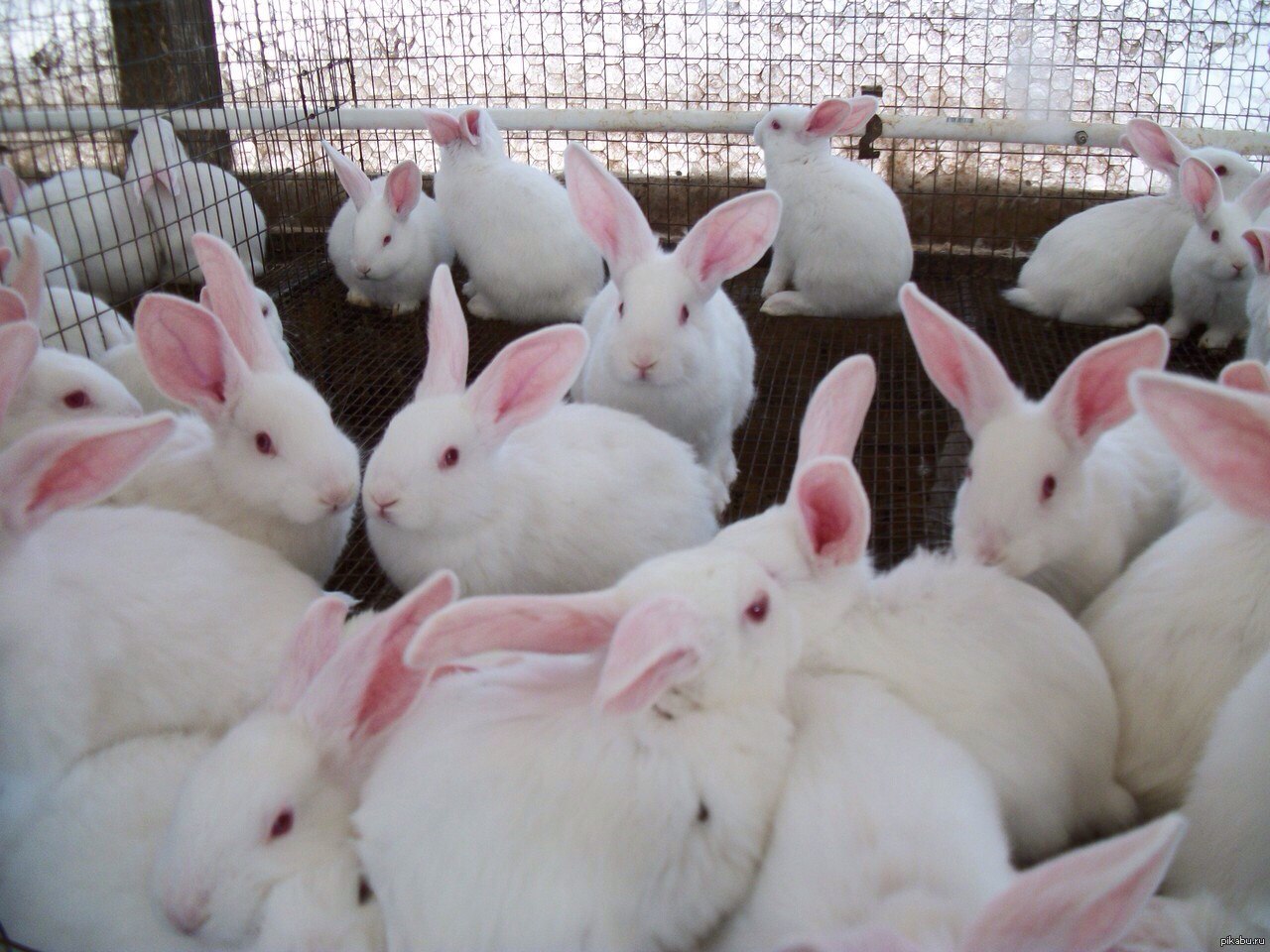 В питомнике живет несколько кроликов разного. Много кроликов. Стая кроликов. Много много кроликов. Очень много кроликов.