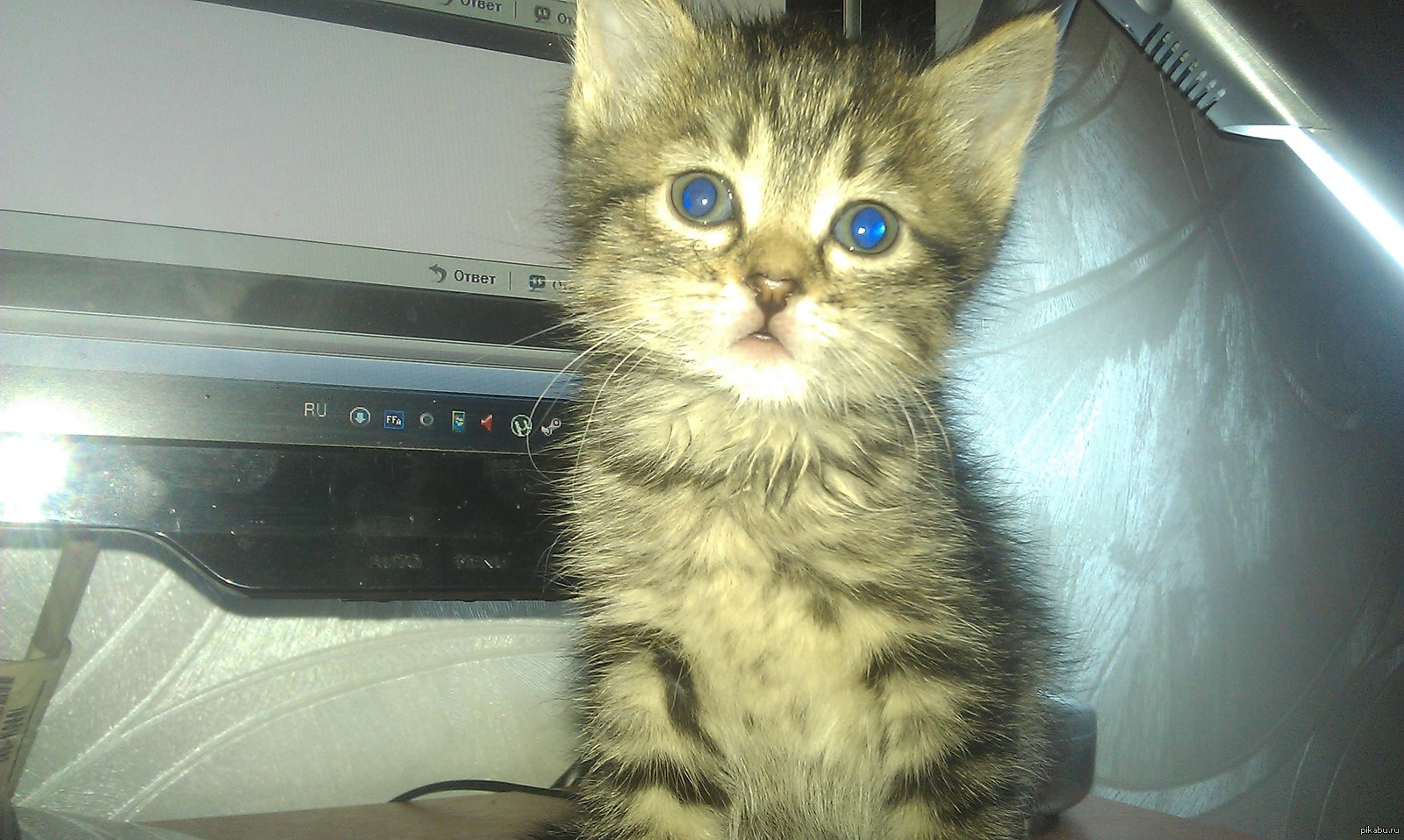 ������ ����