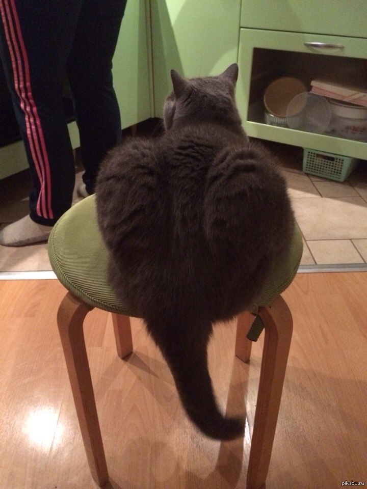 ������ ��� ����� ��������)