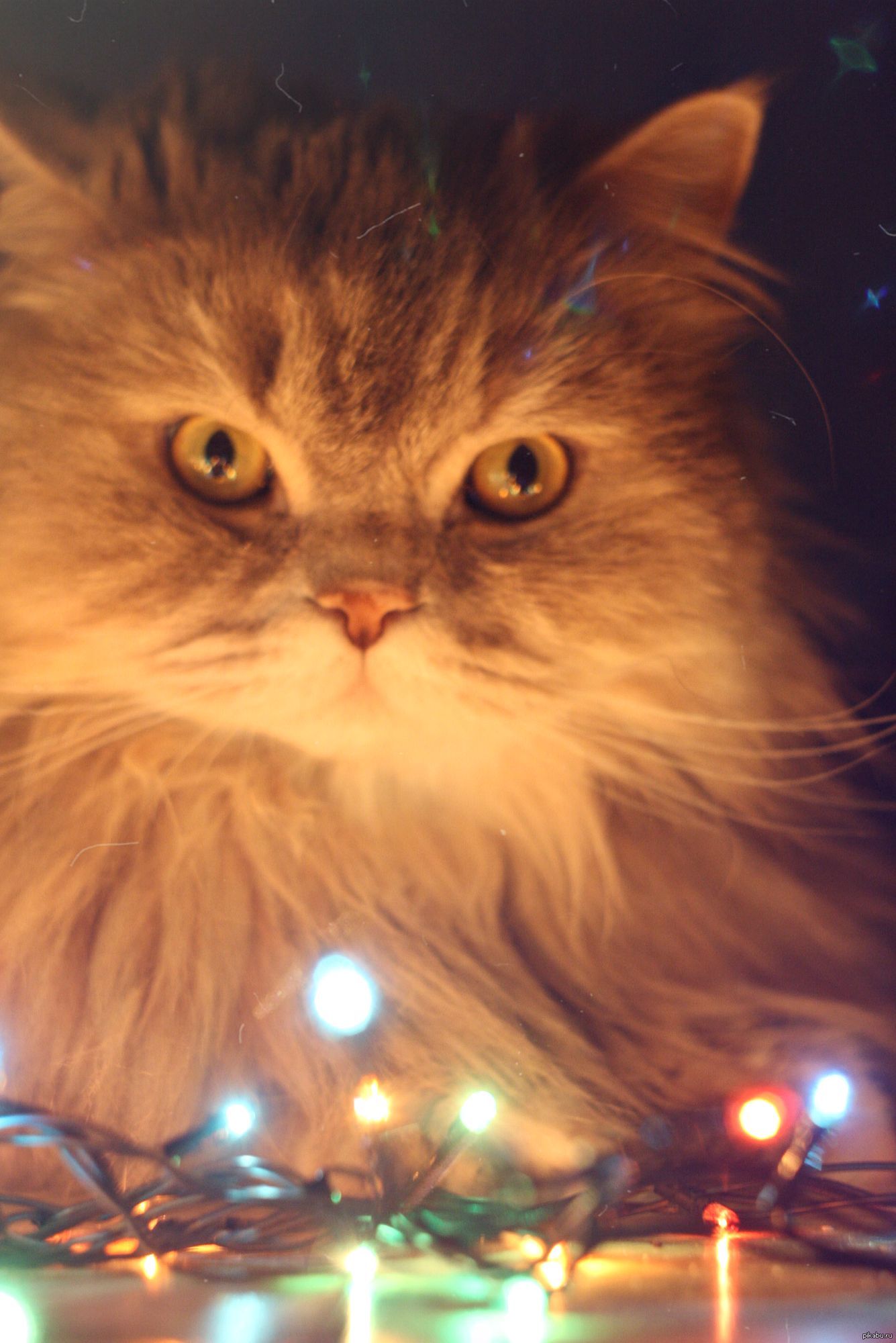   ..    ?     , ,     .