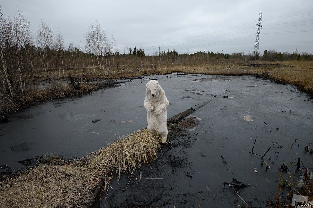 Болото проблем. Разлив нефти в тундре. Экологическая катастрофа в тундре. Нефтяная катастрофа в Западной Сибири. Разлив нефти в Западной Сибири.