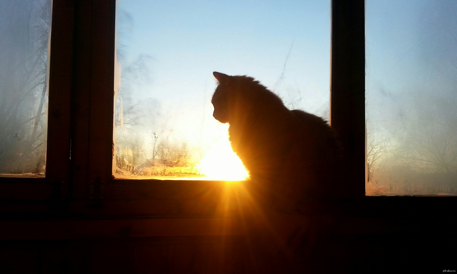 Половина пятого мы сидим на закате. Кот на закате. Кот на окне закат. Заход кота в окно. Котик на заборе закат.