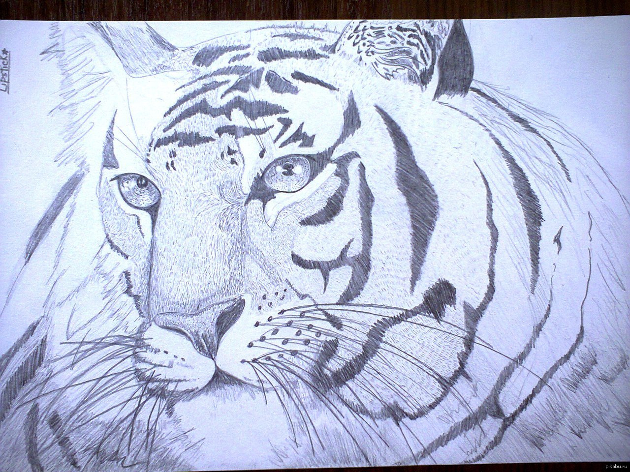 Рисунок тигра легкий для срисовки