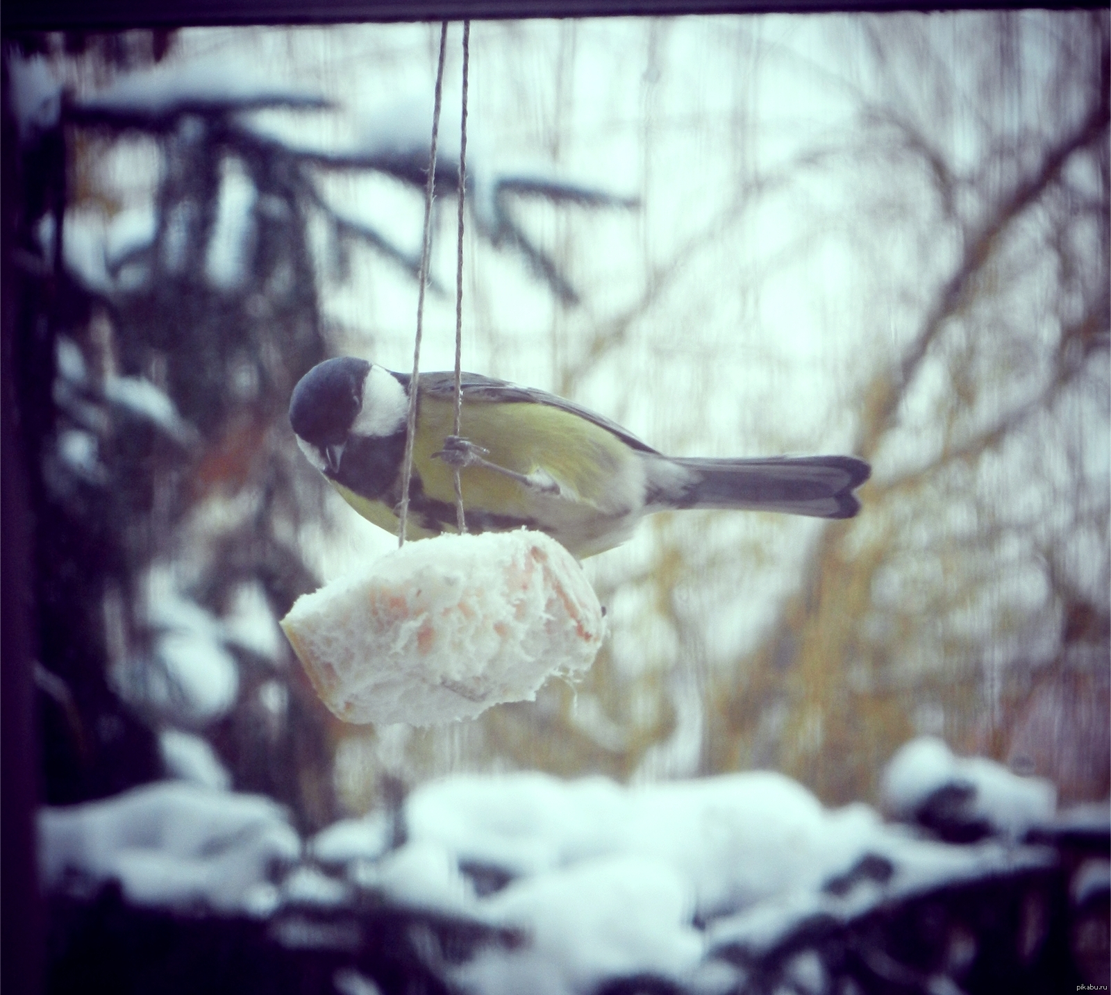 ��� ��� �� ������� �� ������ �����) ���� ���� �����)