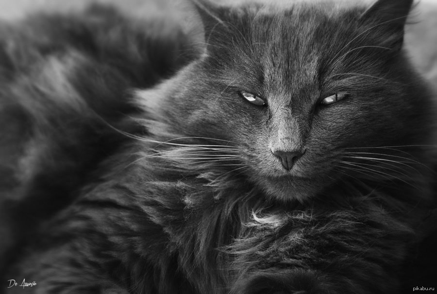 Кот, пришедший из сказки.