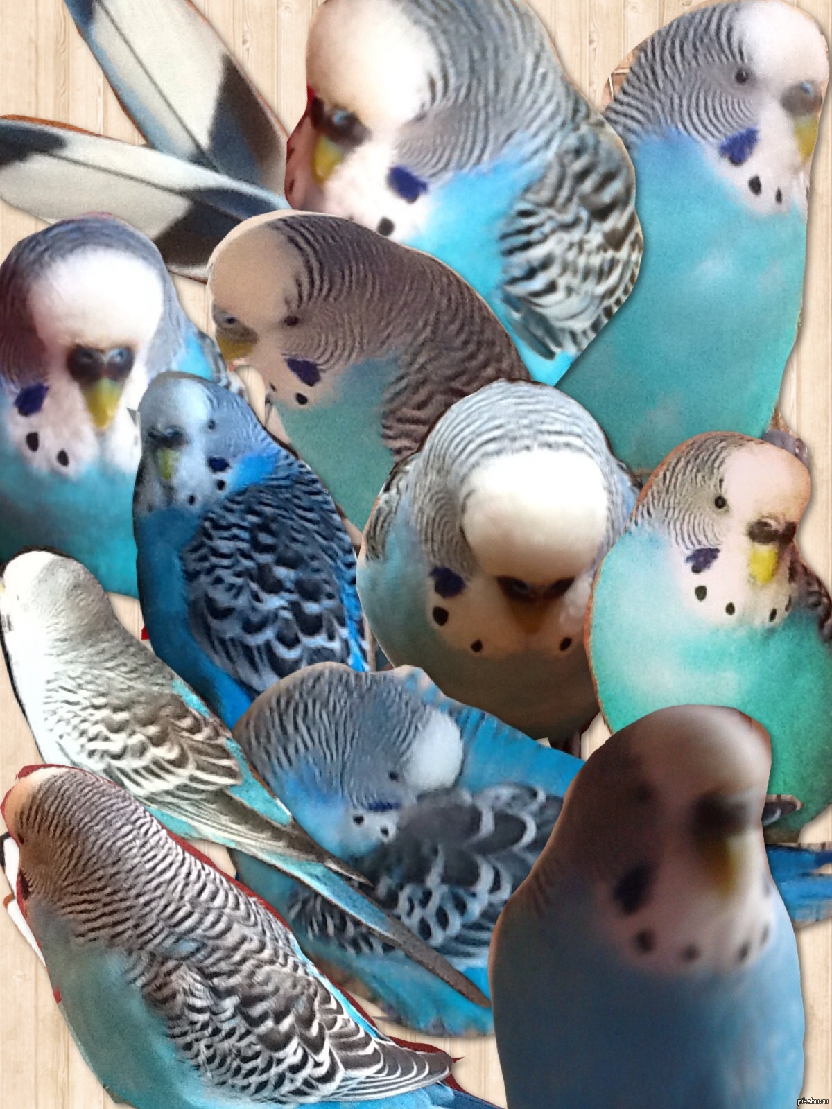 московский зоопарк волнистый попугайчик. волнистый попугайчик. хохлатый волнистый попугай. родина волнистых попугайчиков. волнистый попугайчик радужный опалин.