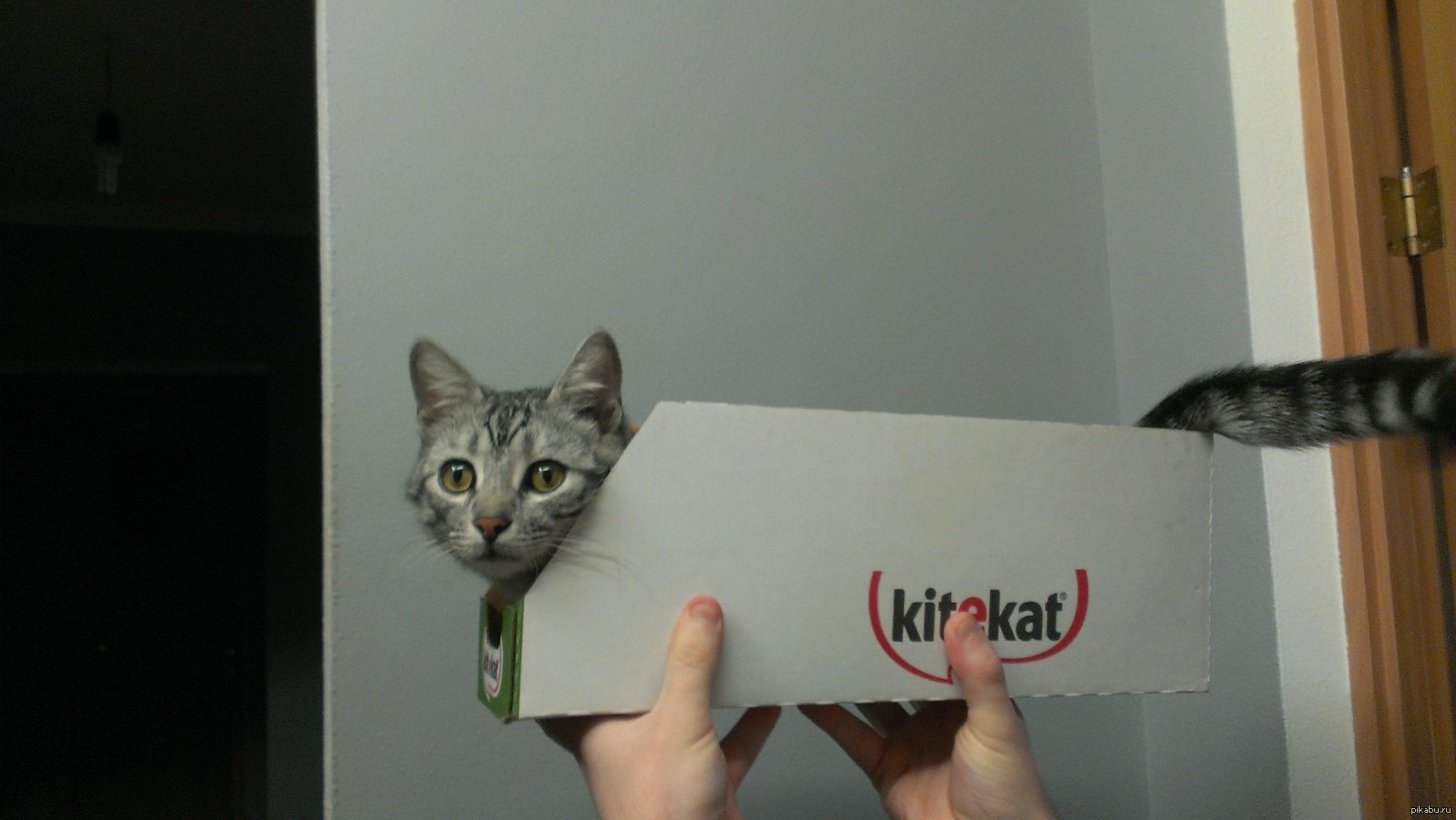 Новое лицо Kitekat | Пикабу