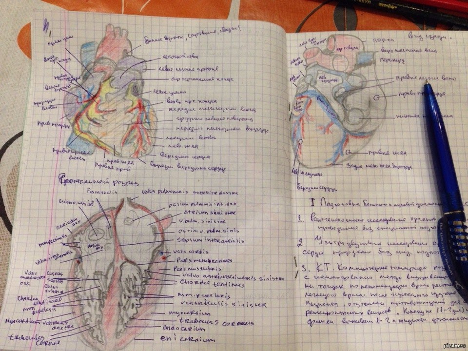 Конспект первой. Медицинские конспекты. Тетрадь студента медика. Анатомические зарисовки в тетради. Конспект студента медика.