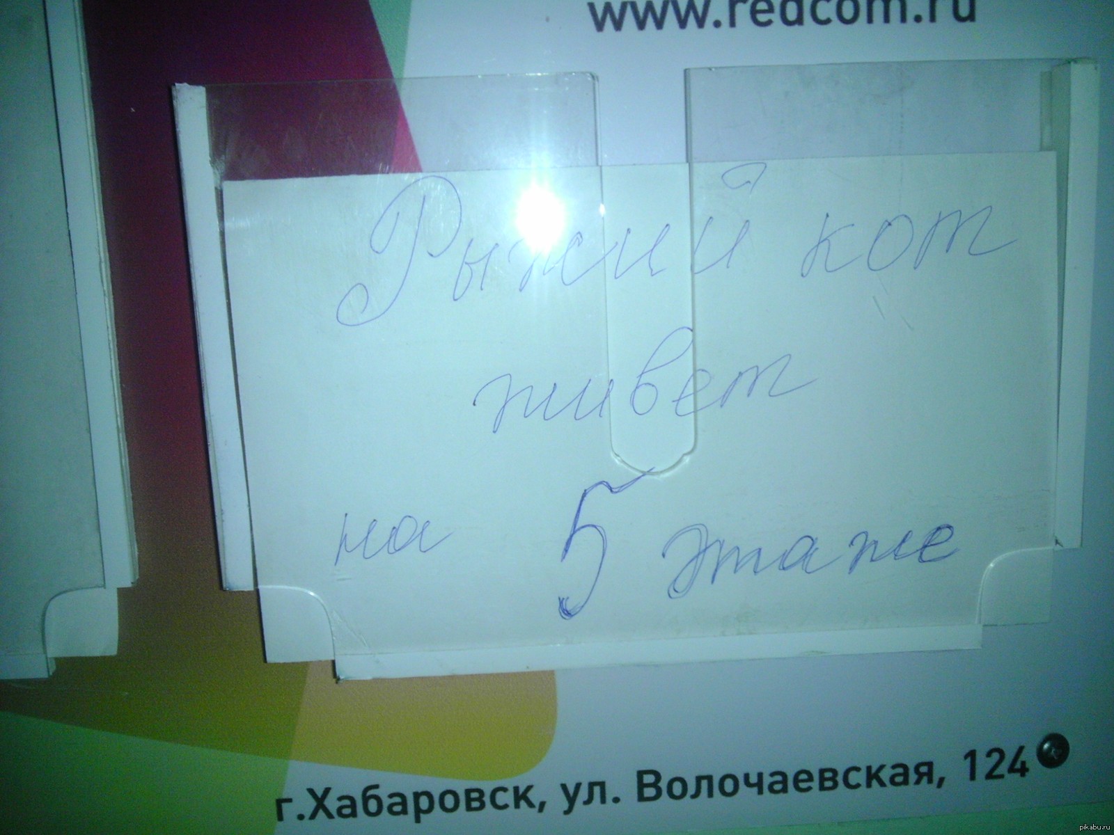 Животные, Подъезд: описания животных, приколы, фото и видео — Лучшее,  страница 3 | Пикабу