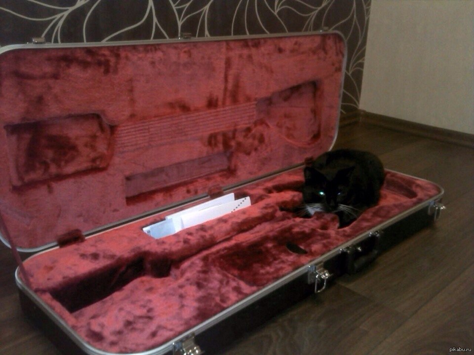 True cat   black metal     )