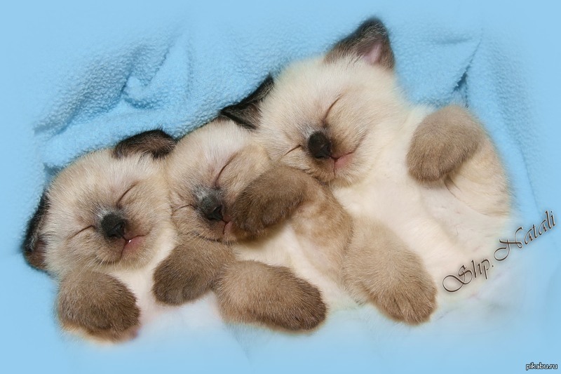 Споки фото. Пушистых снов. Котенок. Спокойной ночи!. Спокойной ночи котики. Спокойной ночи пушистики.