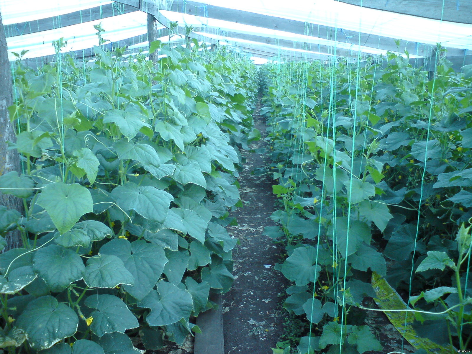 This is how cucumbers grow - My, Nature, Plants