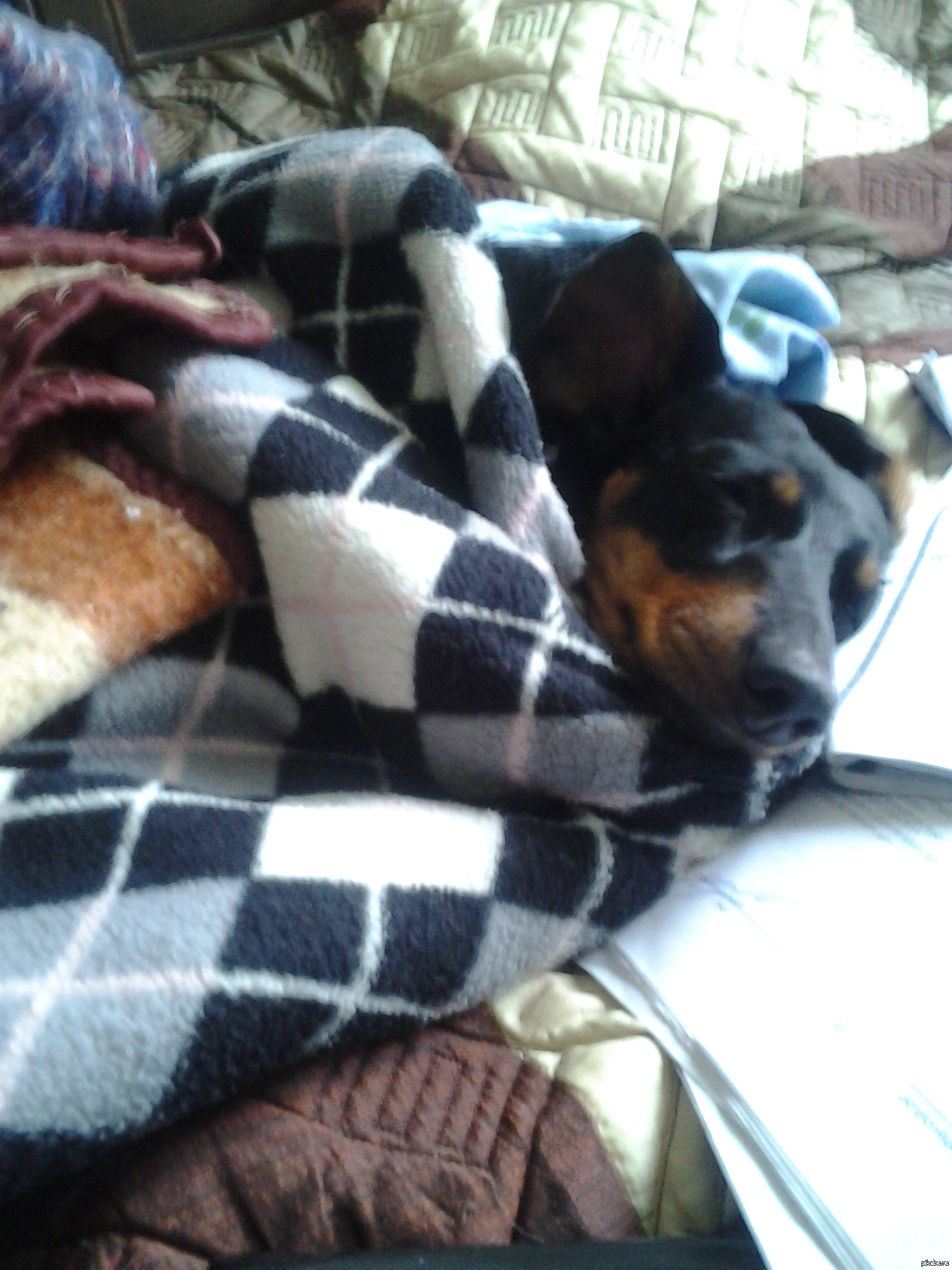 Искали собаку в 2-х комнатной кварите ...