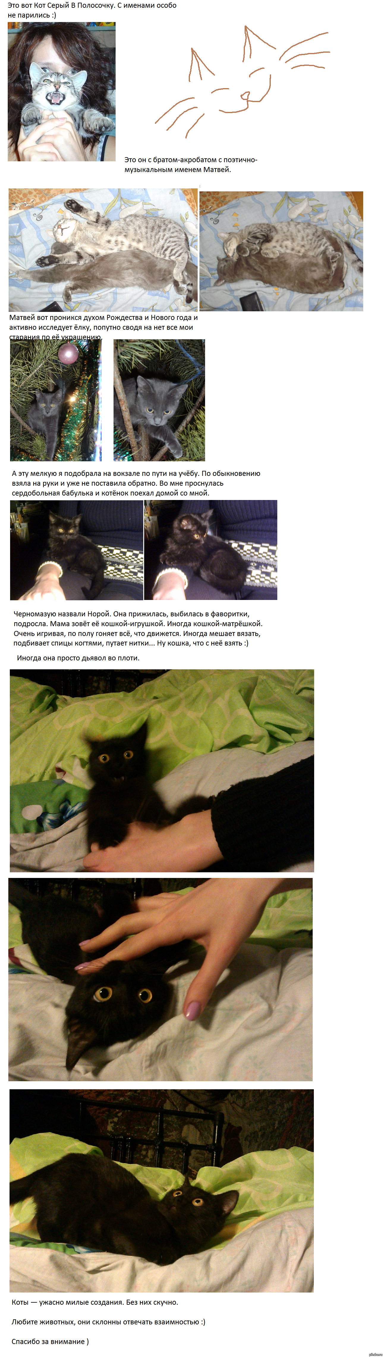 Коты — моя прелесссть :)