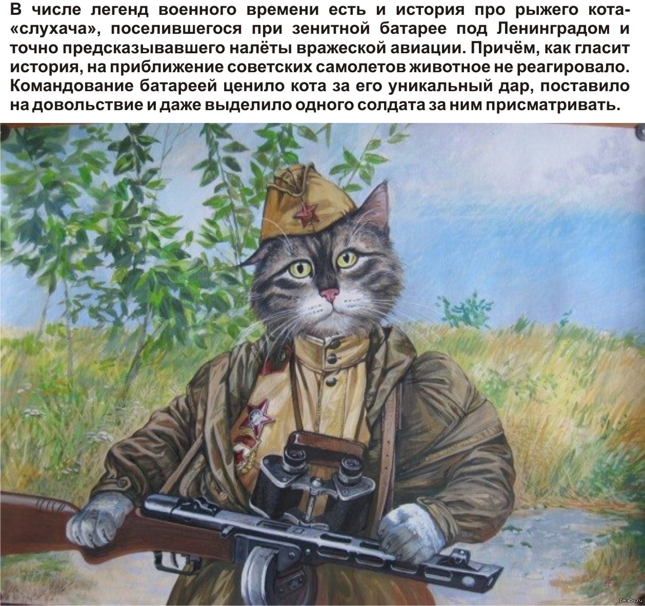 Кот пограничник
