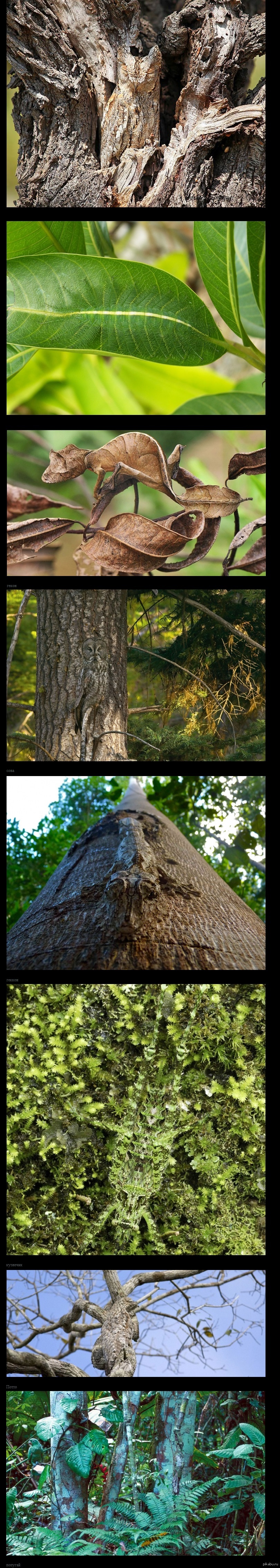Попробуй найди | Пикабу