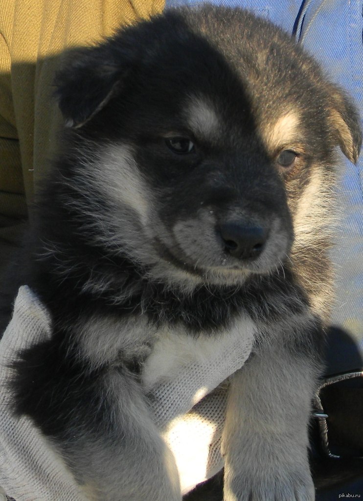 ����� ���-�� ����� ������ � �����..