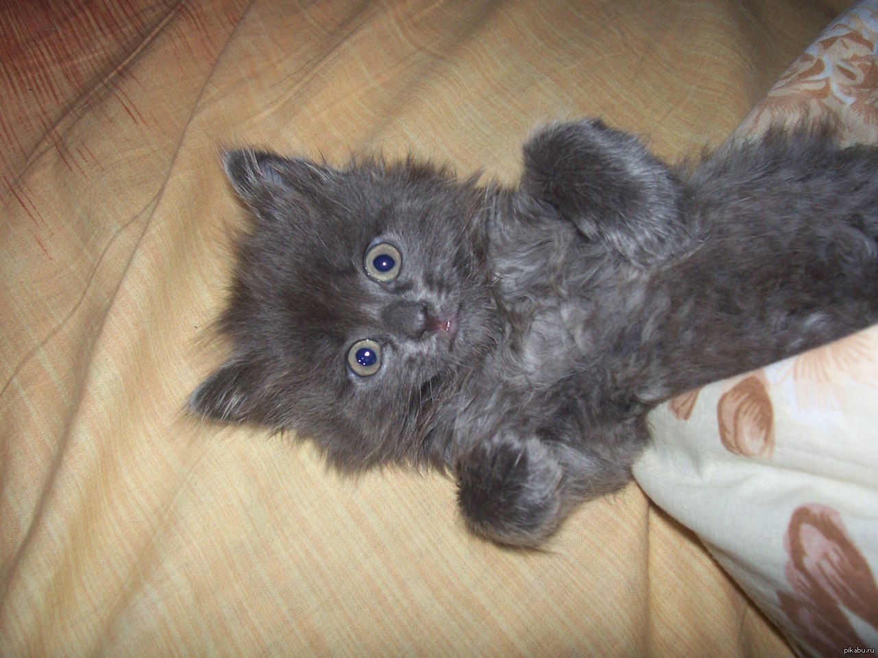 Теперь я понял, почему моя кошка в детстве мало двигалась.