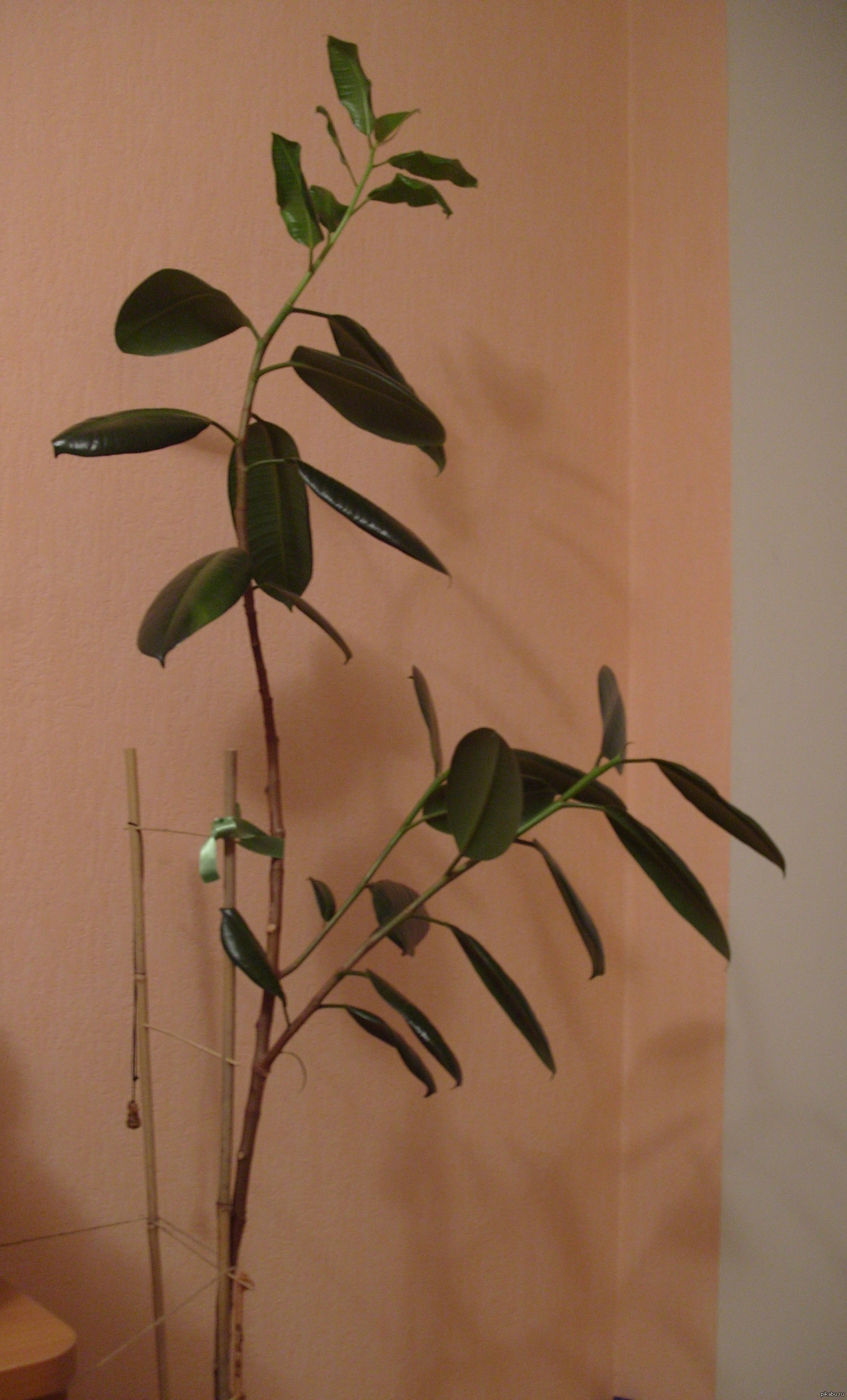 ��� ����� ����� ����...