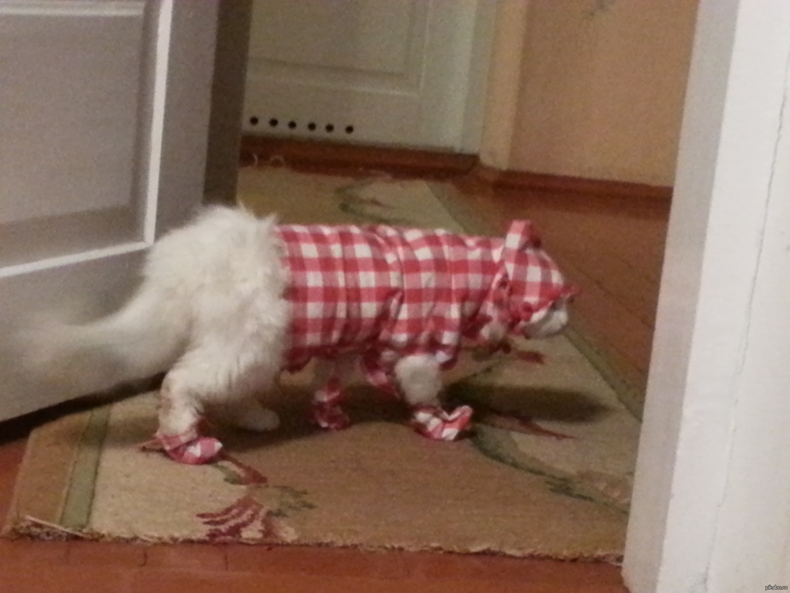 Племянница решила сшить одежду для кота