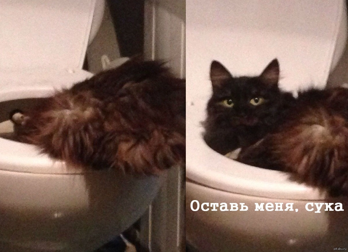 Когда ты хочешь срать, а твой кот занимает унитаз.