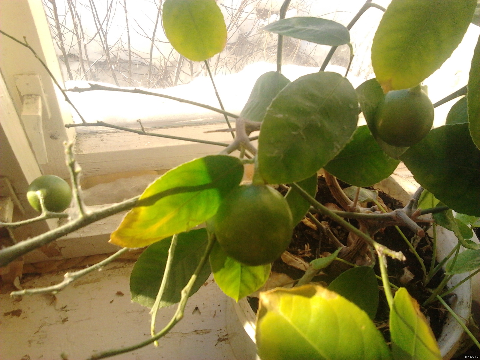 а у меня лимон растет!