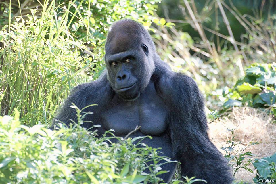 Самая сексуальная горилла во всем животном мире, Горилла, Фотография, Сексу...