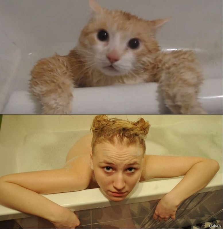 Бреет кис. Девушка в ванной с котом. Мокрая кошка. Кот в ванной Мем. Кот в ванне с девушкой.