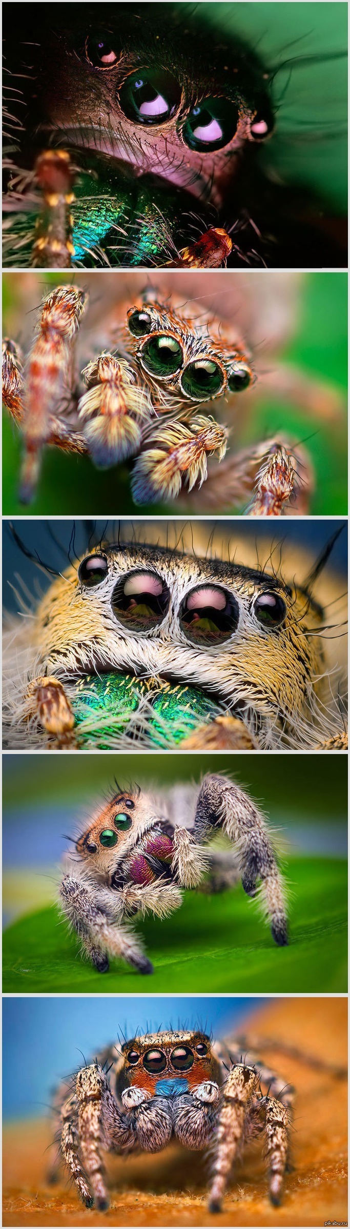 ������ ������ �����