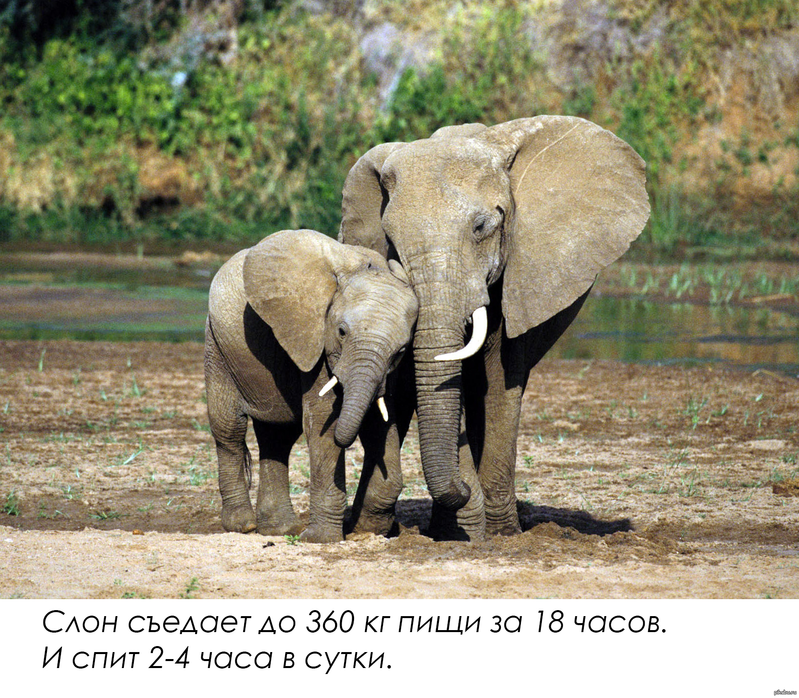 Знакомство Со Слонами