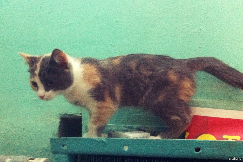 Найден котенок г. Люберцы (близко от Москвы)