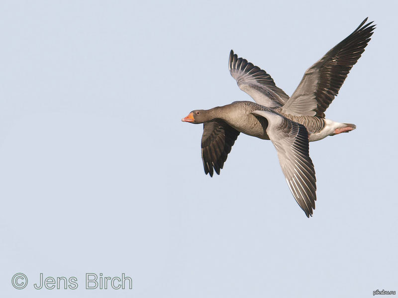 �� ����� ������ �����, ������� ������� �� �������� ������