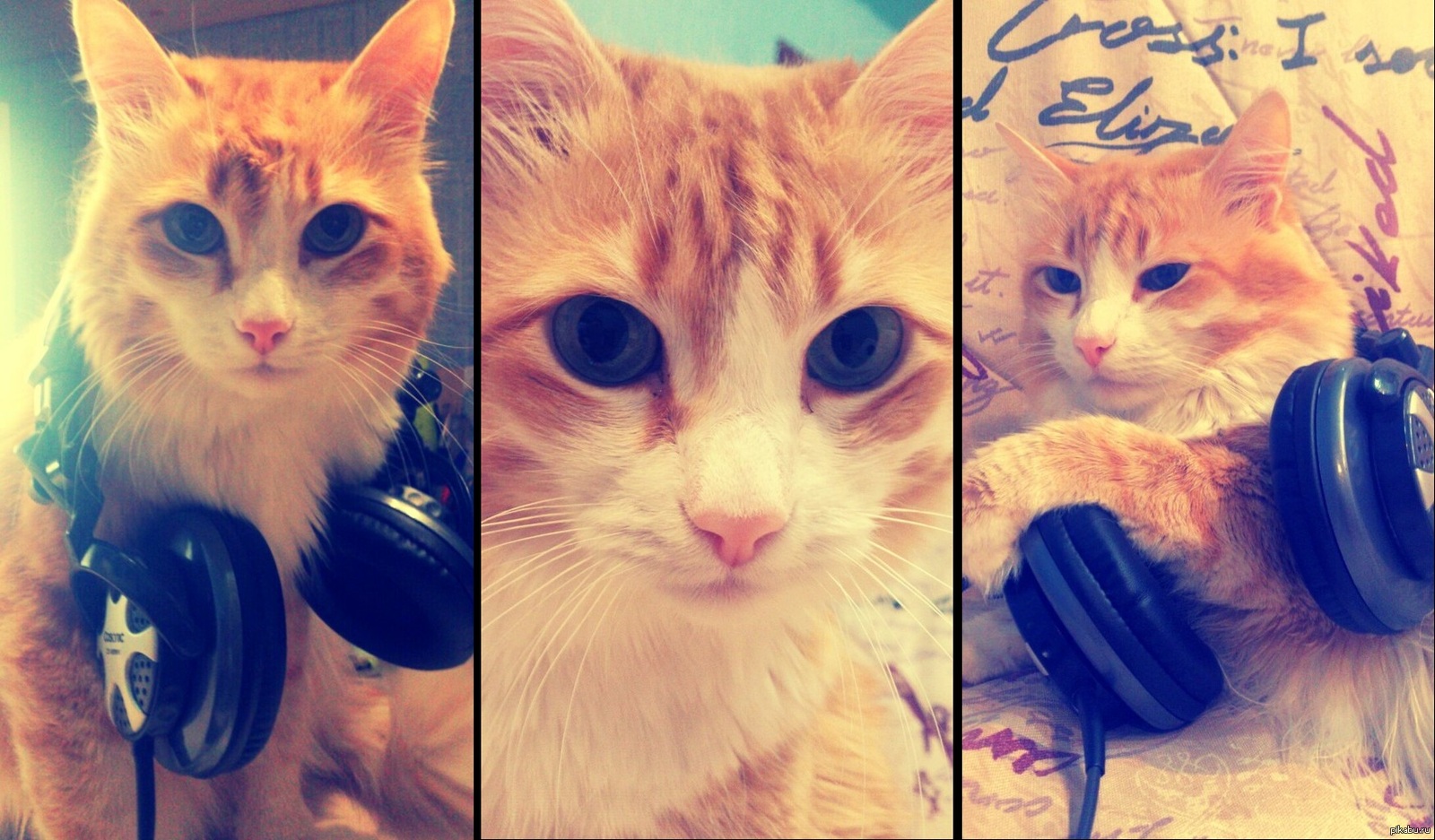 Спасибо Пикабу за столь радушный прием моего питомца! =)