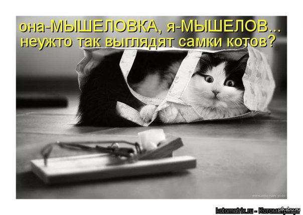 Самки котов