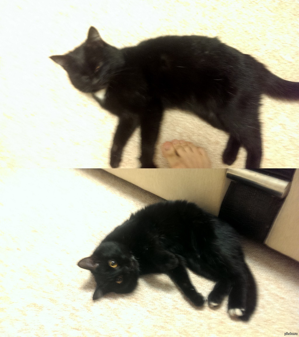 ������ ���, ������