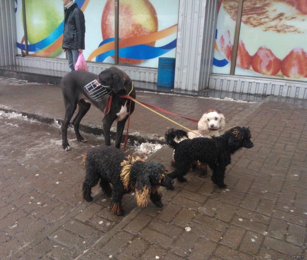 We tied our dogs to your dog so you can walk your dogs while you walk your dog - Dog, Leash