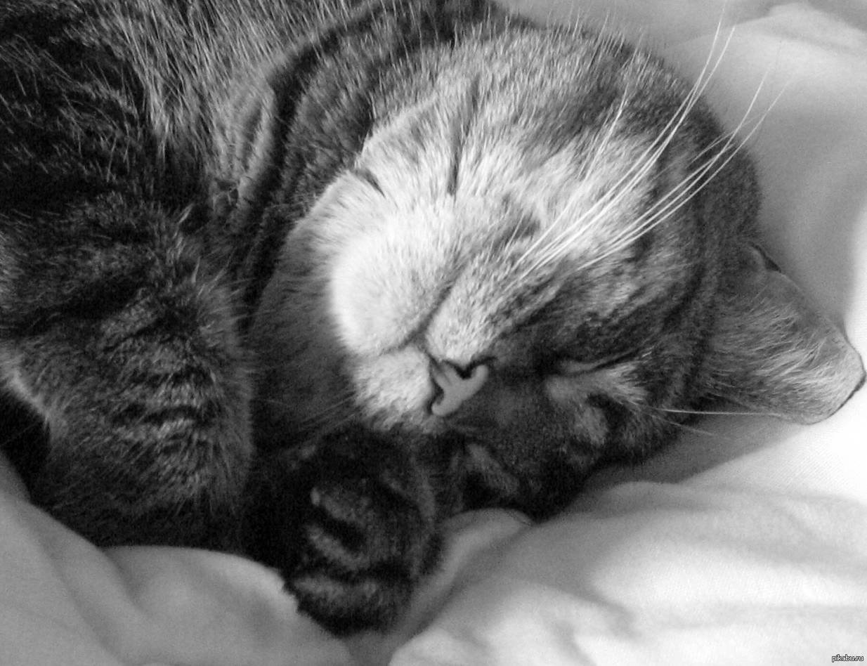 Красивый котенок во сне. Спящие котята. Спящий котенок.