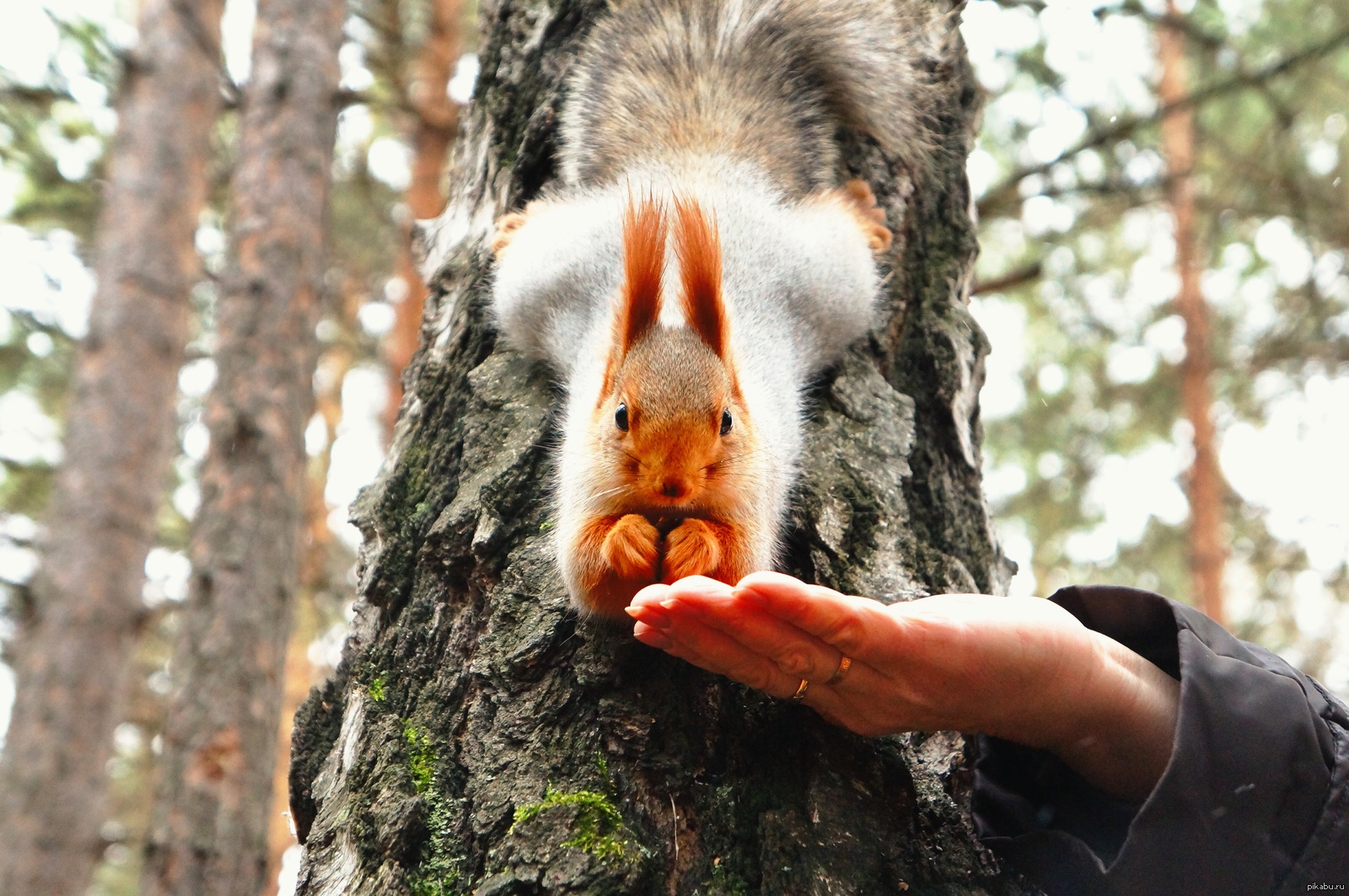 Эта белка умеет явно больше чем твоя девушка. Снято осенью в Омской обл.