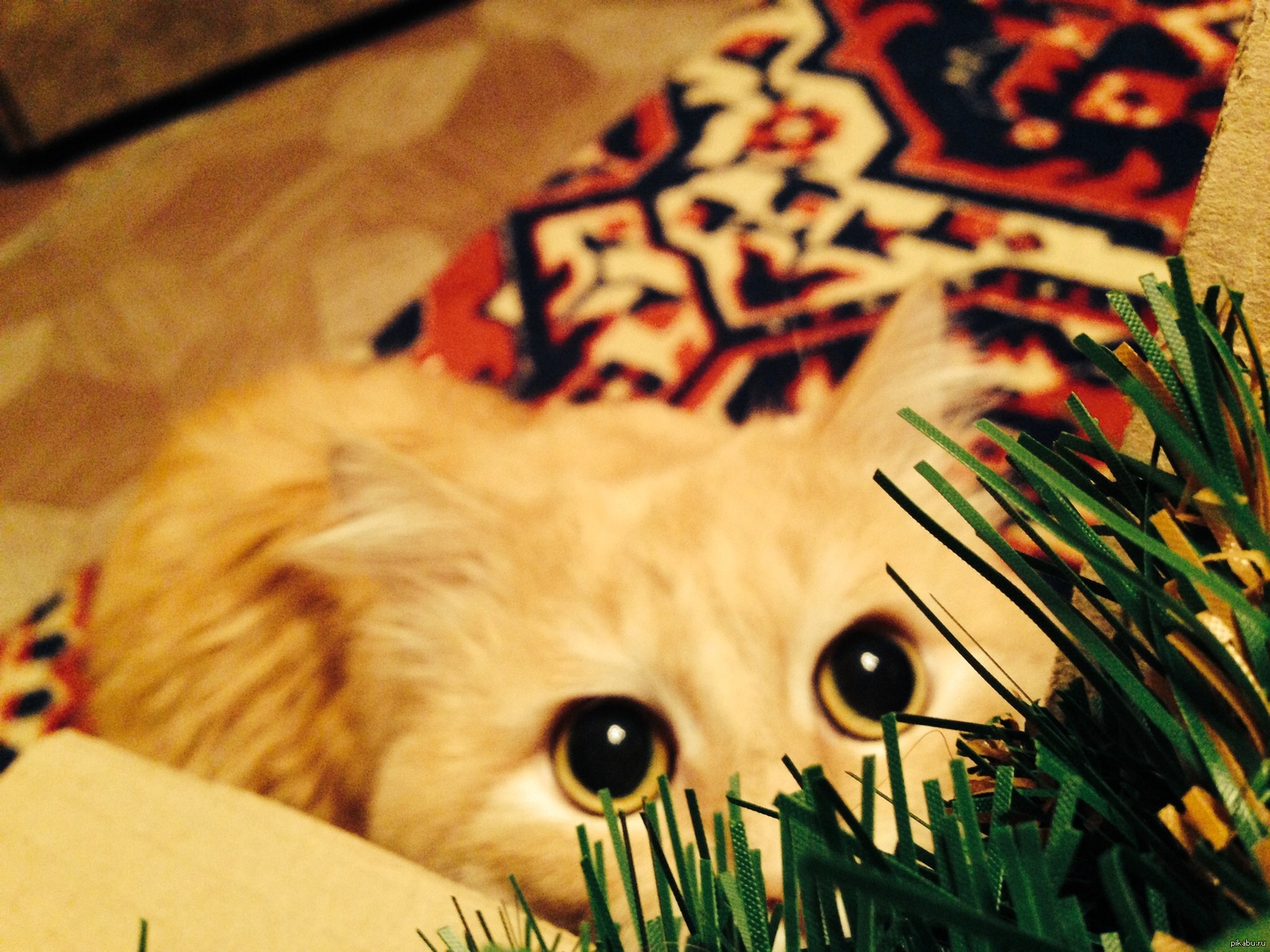 Ничего особенного, просто кот. Листай дальше.