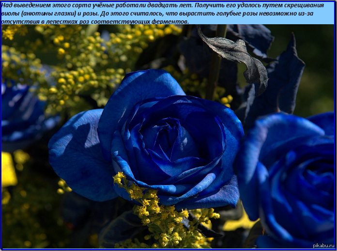 Синие розы